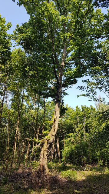 2018-05-19 - reau (28)