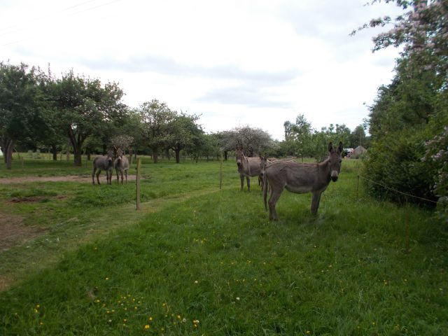 2019-05-30 - questembert (56)