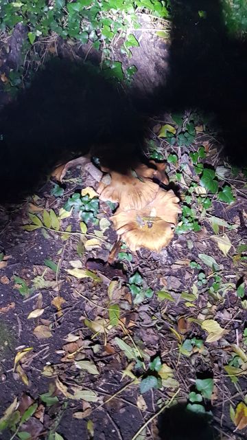 2019-10-18 - bondoufle (04)