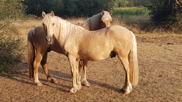 2019-07-23 - bouin (01)