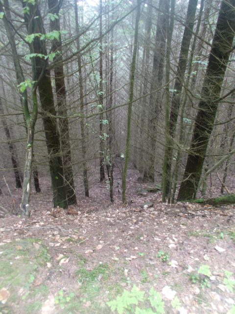 2019-05-10 - obersteinbach (56)