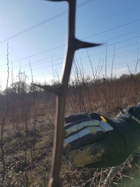 2019-02-03 - linas (05)
