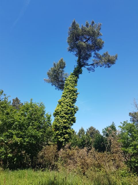 2019-05-31 saint-laurent-sur-oust (52)