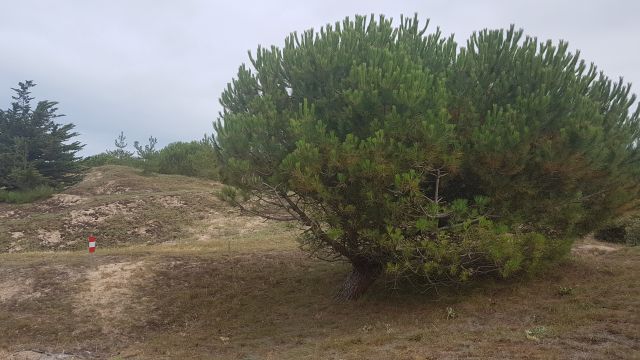2019-07-20 - saint-jean-de-monts (07)