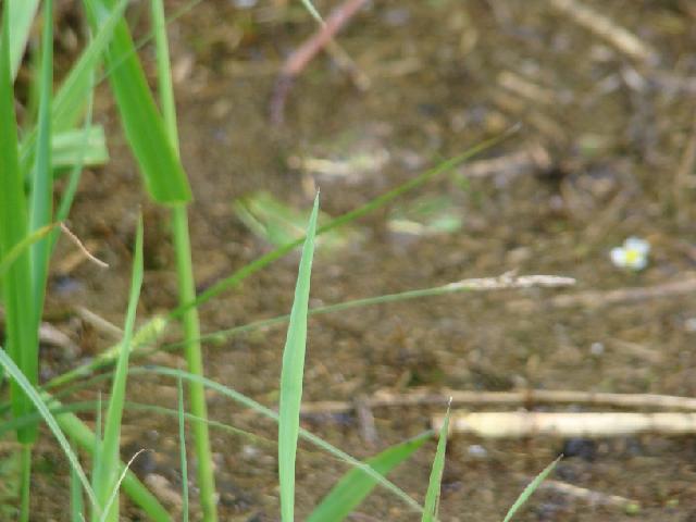 2012-05-20-st dizier (099)