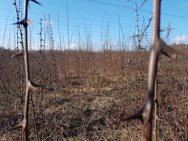 2019-02-03 - linas (06)