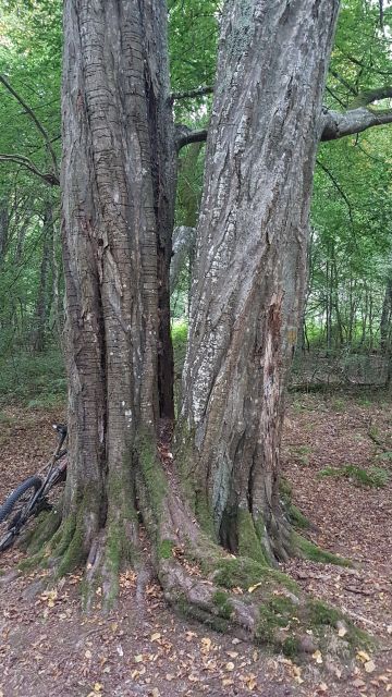 2019-09-01 - rambouillet (03)