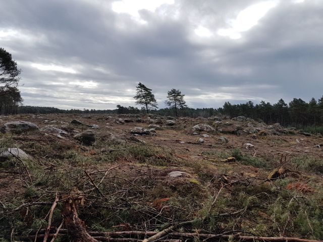 2019-03-17-fontainebleau (08)