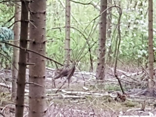 2019-04-07 - evry-courcouronnes (02)