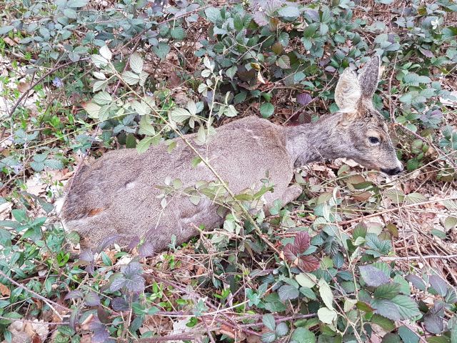 2019-04-07 - evry-courcouronnes (06)