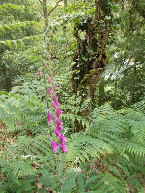 2019-05-30 - questembert (48)