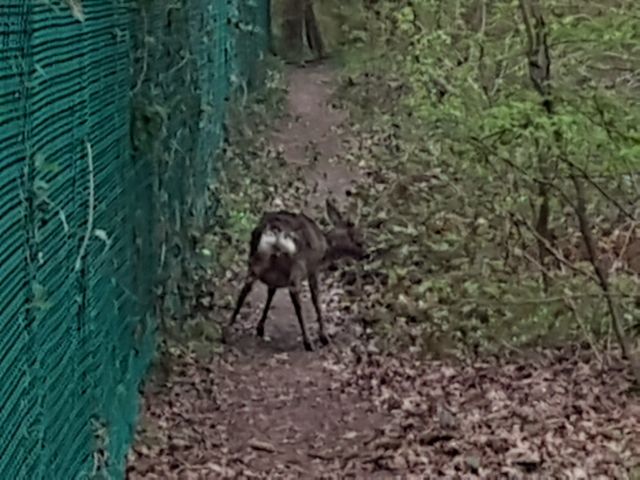 2019-04-07 - evry-courcouronnes (05)