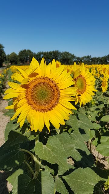2019-07-29 - aizenay (10)