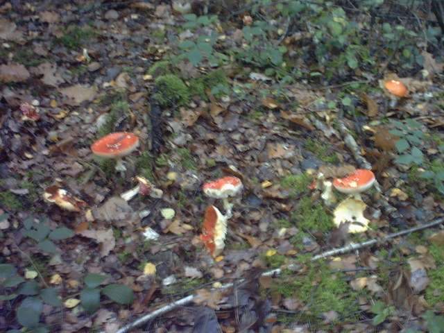 2006-10-22 - granges le roi (04)