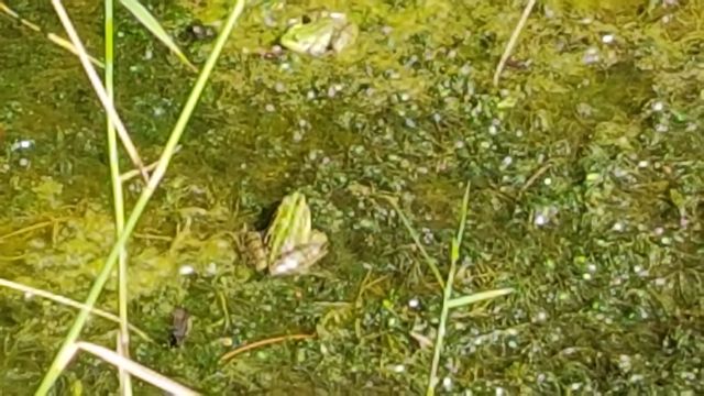 2019-07-13 saint-jean-de-monts (14)