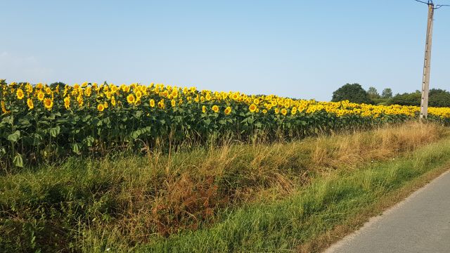 2019-07-23 - bouin (04)