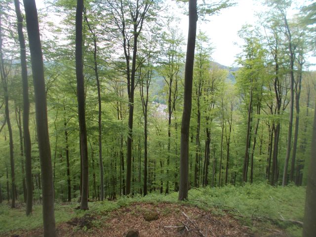 2019-05-10 - obersteinbach (57)