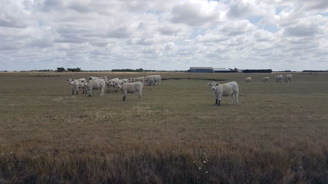2019-07-31-noirmoutier-en-l-ile (23)