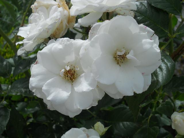 2012-06-24 - montrichard (69)