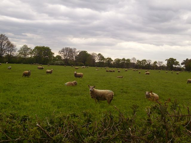 2016-04-24-saint-hilaire-de-chaleons (12)