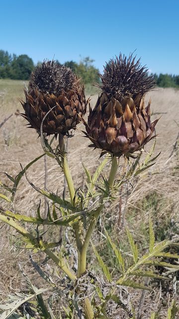 2017-08-06 - noirmoutier (22)