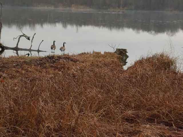 2018-12-31 - fontenay-le-vicomte (11)