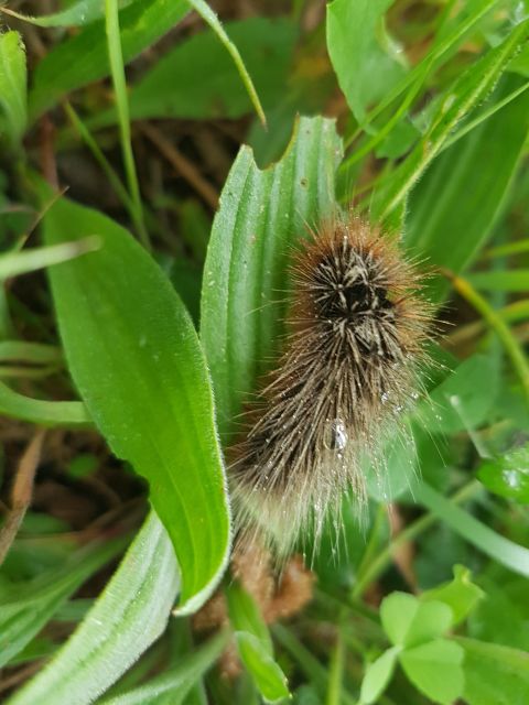 2019-05-02 - fromentine (07)