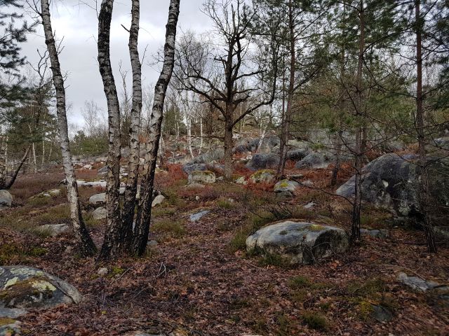 2019-03-17-fontainebleau (06)