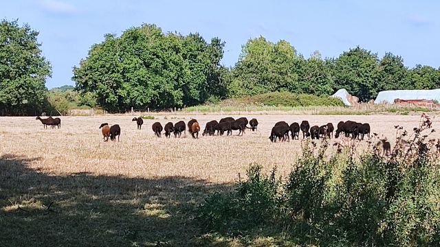 2021-08-29 - apremont (08)