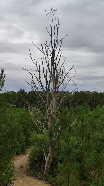 2021-06-20 - la-barre-de-monts (12)