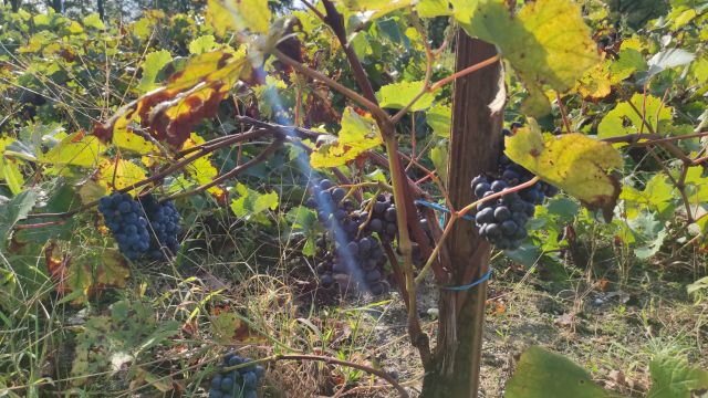 2021-10-03 commequiers (13)