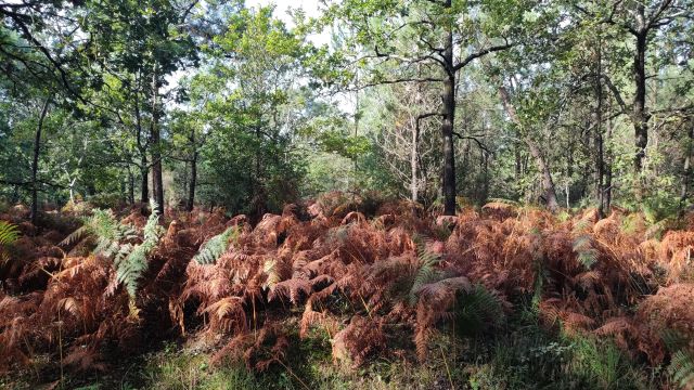 2021-10-03 commequiers (14)