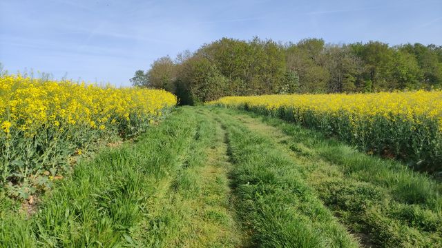 2022-04-17 - st-colomban (13)