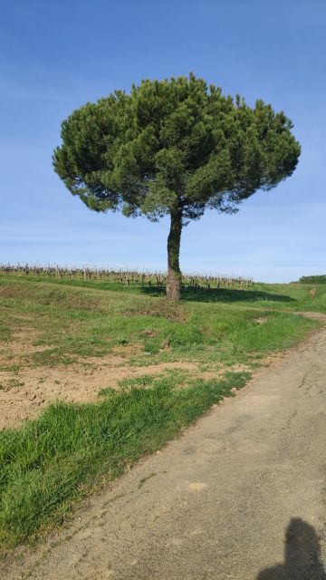 2022-04-17 - st-colomban (11)