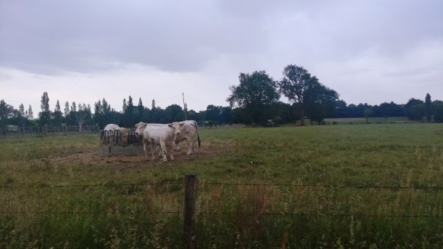 2022-05-22 - martinet (12)