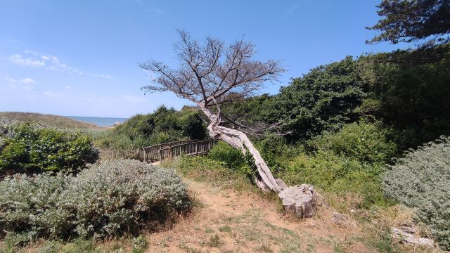 2022-06-12 - pornic (27)