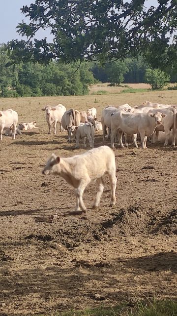 2022-06-18 - beaufou (03)