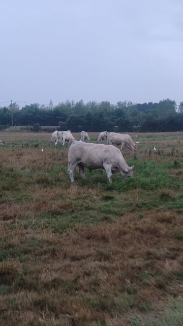 2022-08-16 - les achards (04)