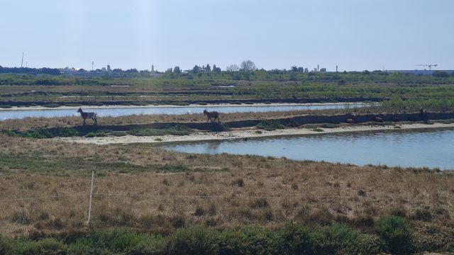 2022-08-30 - givrand (04)