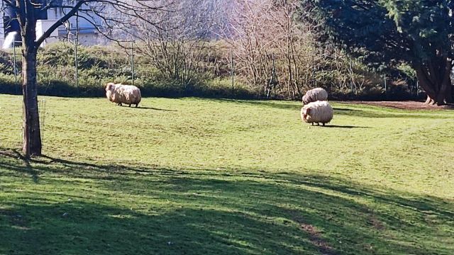 2023-02-26 - chauche (17)