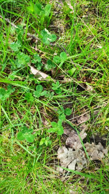 2023-04-30 - rosnay (17)