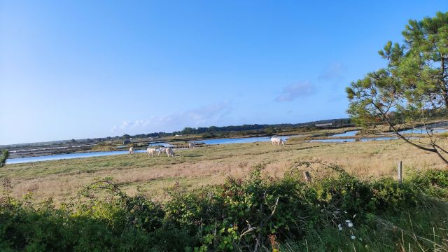 2023-08-06 - talmont-saint-hilaire (08)