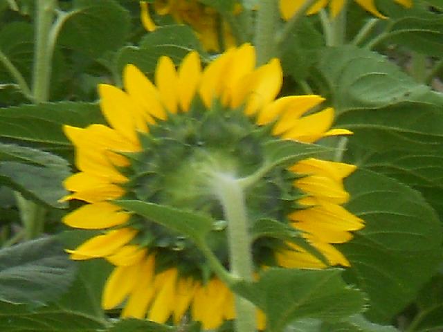 2012-07-27-givrand (02)