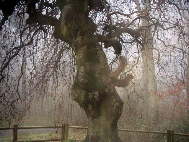 2005-03-28 Compiegne (06)