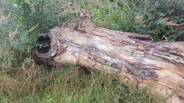 2019-08-18 - milly-la-foret (06)