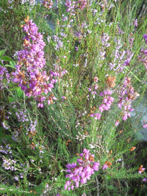 2015-09-02-le-vaudoue (28)