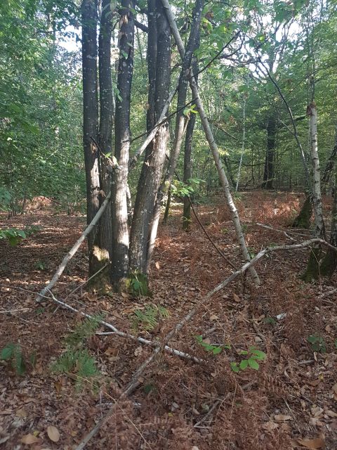 2018-10-14 - verneuil-l-etang (16)