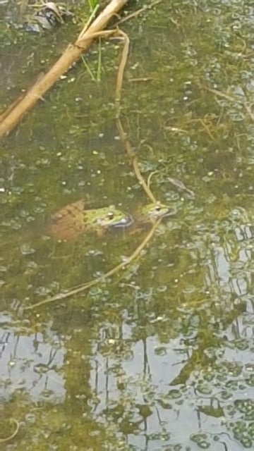 2019-07-20 - saint-jean-de-monts (09)