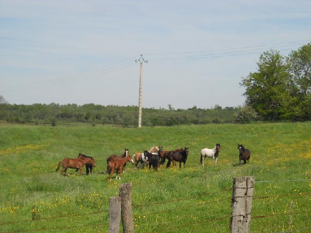 2012-05-17 - st dizier (142)