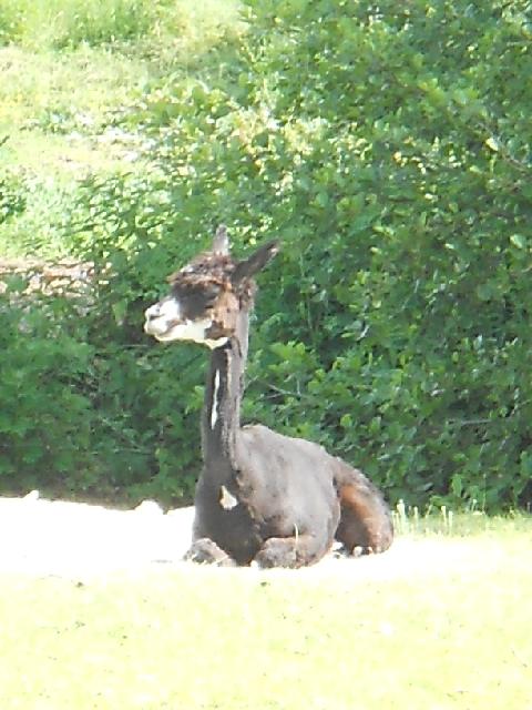 2012-06-02-ollainville (10)